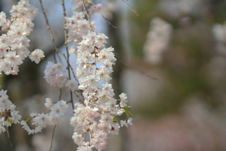 美丽的樱花，白色樱花花