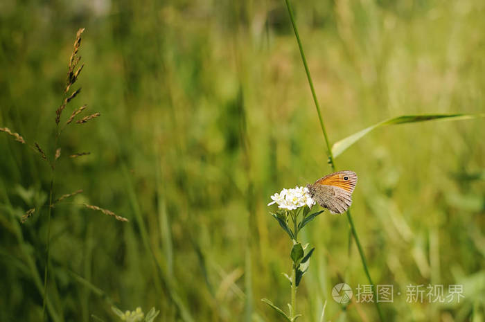 一个桔黄色的蝴蝶，坐在一朵白花