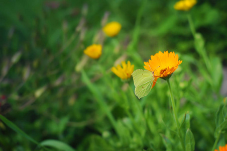 橙色金盏花上的绿色蝴蝶