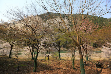 山和河外 K 浪漫火车从视图