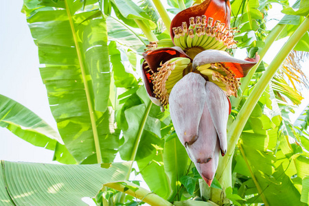 香蕉树上开花照片