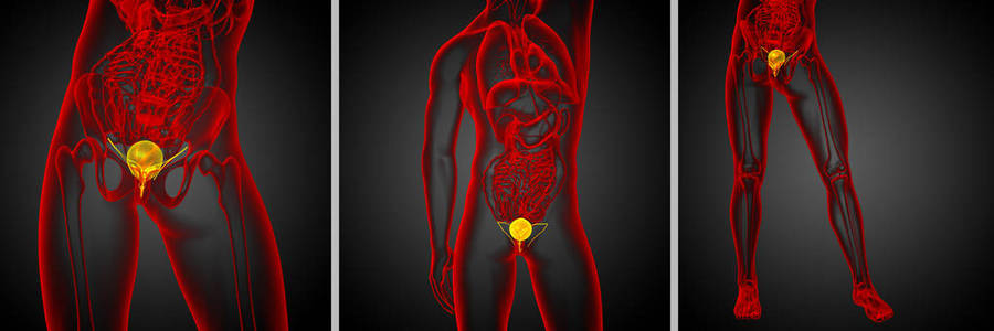 3d 渲染医学插图的膀胱