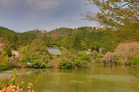 日本京都，春天在龙安寺池塘