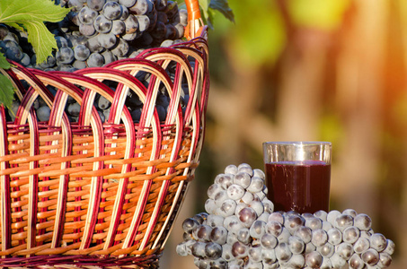 Glass 的葡萄果汁和柳条篮子与葡萄在阳光下，在背景中花园