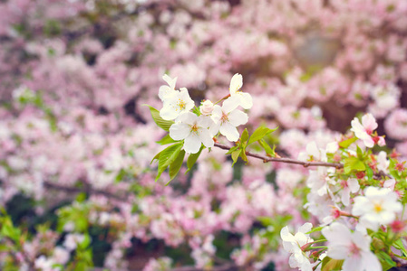 樱花樱花