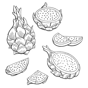 火龙果龙果图形黑色白色孤立的素描图矢量照片