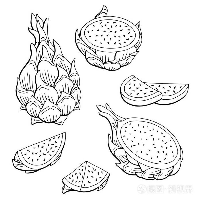 火龙果龙果图形黑色白色孤立的素描图矢量