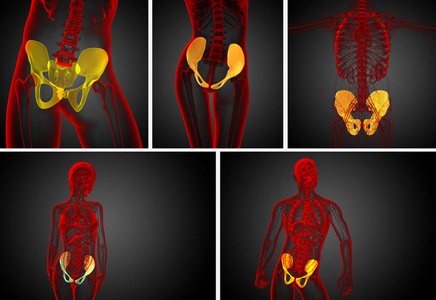3d 渲染医学插图的骨盆骨