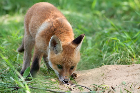 在野生狐狸