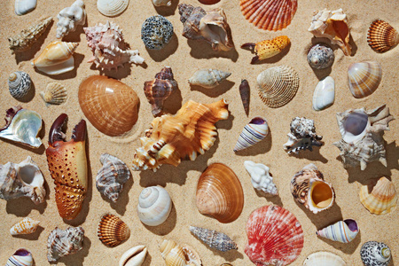 海边的沙滩上的贝壳