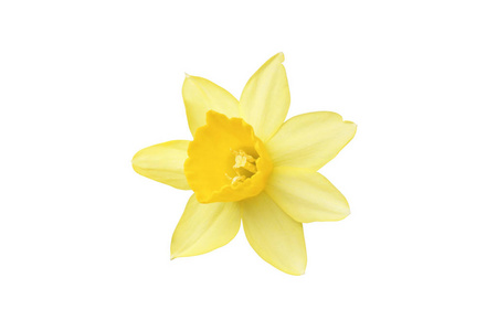这朵花是黄色的水仙花