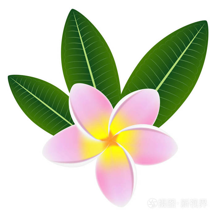 粉红色的鸡蛋花素馨花绿色的叶子