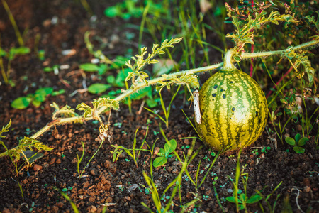 农家小西瓜图片