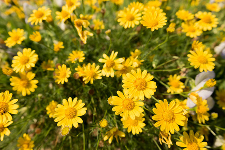 黄色的雏菊草甸在花园里, 明亮的白天光。美丽的天然盛开的雏菊在春天的夏天