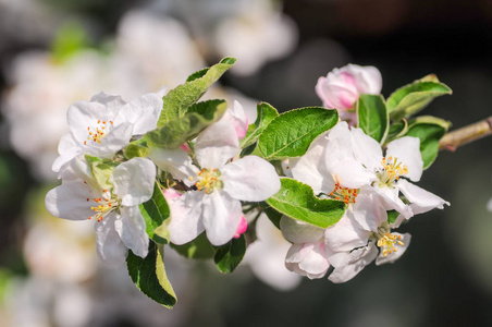 苹果树上的花在春天支
