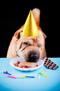 夏普犬庆祝生日图片