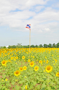 太阳花田里的泰国国旗图片