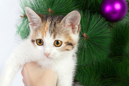 圣诞背景下人类手中的小猫
