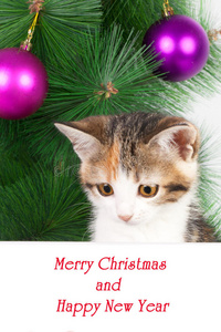 带公告牌和圣诞短信的小猫