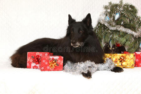 圣诞装饰的神奇格伦德尔犬