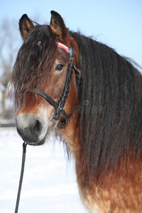 荷兰冬季带缰绳的旱马