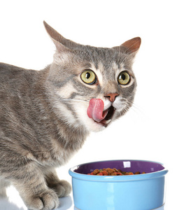 可爱的猫咪吃照片