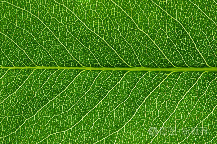 绿叶纹理