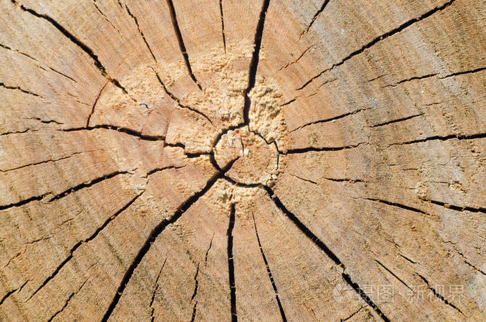 老树树桩背景风化木材纹理的砍伐的原木截面