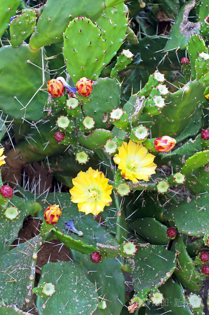 仙人掌开花仙人掌榕籼稻花