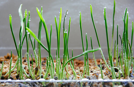 年轻新绿色小麦胚芽在春天