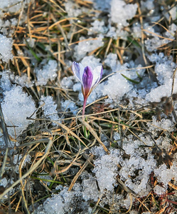 一朵雪花在干草和雪中的番红花的一朵花照片