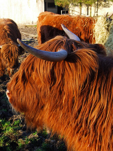 在苏格兰，苏格兰高地红牛关闭