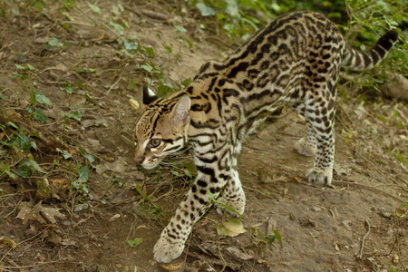 ocelot, 南美小猫科动物, 中美洲, 伯利兹, 哥斯达黎加, 巴西