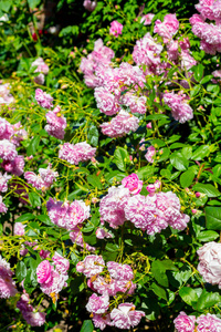 漂亮的玫瑰花园，在夏天，英国