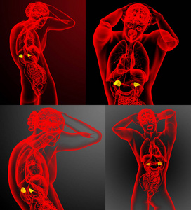 3d 渲染医学插图的肾上腺
