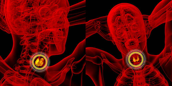 3d 渲染医学插图的甲状腺