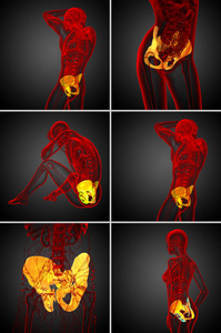 3d 渲染医学插图的骨盆骨