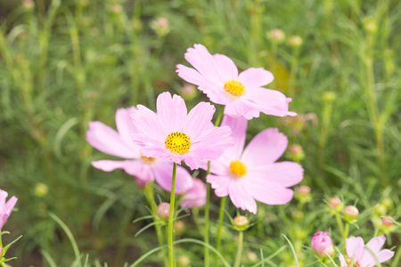 小花粉红色