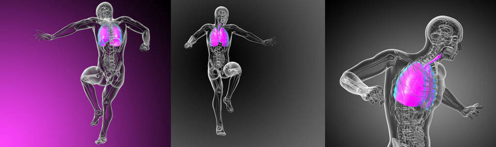 3d 渲染医学插图的呼吸系统