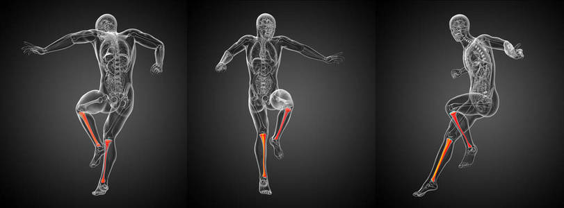 3d 渲染医学插图的胫骨骨