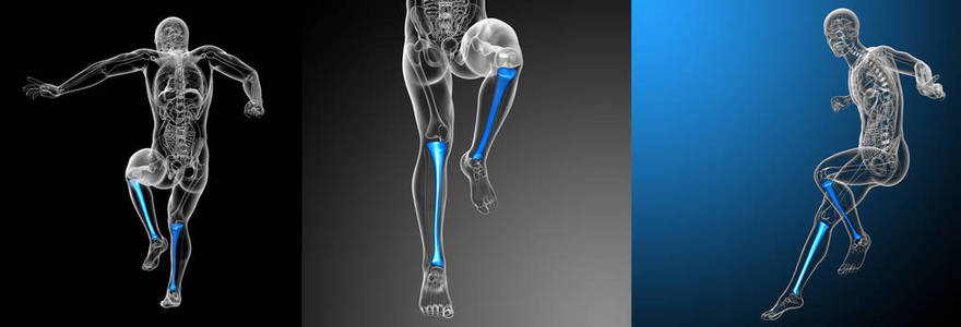 3d 渲染医学插图的胫骨骨