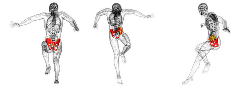 3d 渲染医学插图的髋关节骨