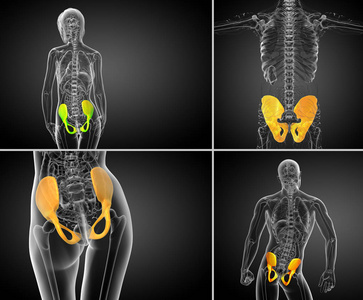 3d 渲染医学插图的骨盆骨