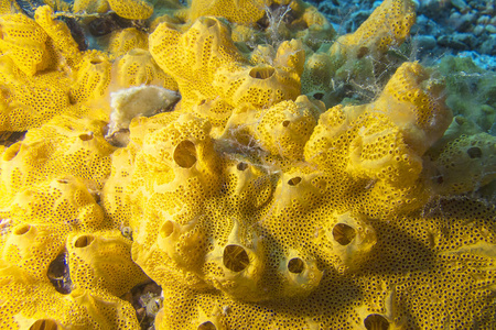 伟大的黄海海绵在热带海，水下珊瑚礁