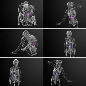 3d 渲染医学插图的胆囊和胰腺