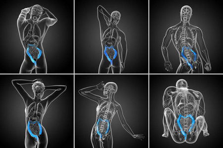 3d 渲染人体消化系统大肠