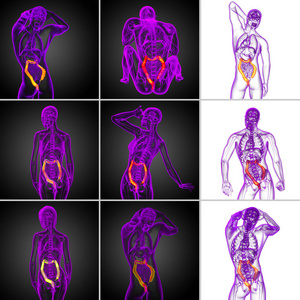 3d 渲染人体消化系统大肠