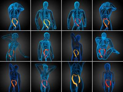3d 渲染人体消化系统大肠
