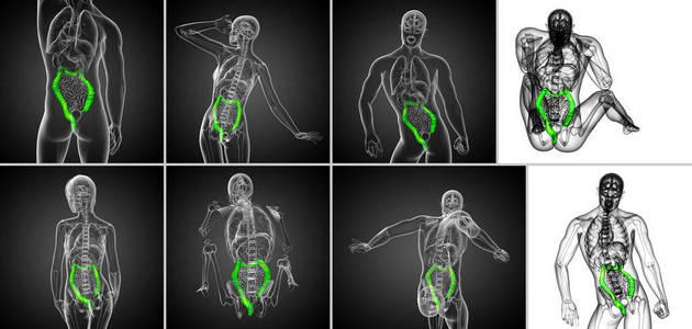 3d 渲染人体消化系统大肠