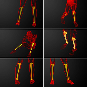 3d 渲染医学插图的胫骨骨
